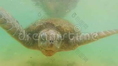 长达4k的大绿海龟在海洋海岸潜水和水下游泳的镜头